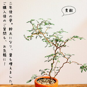 ソフォラ白鉢