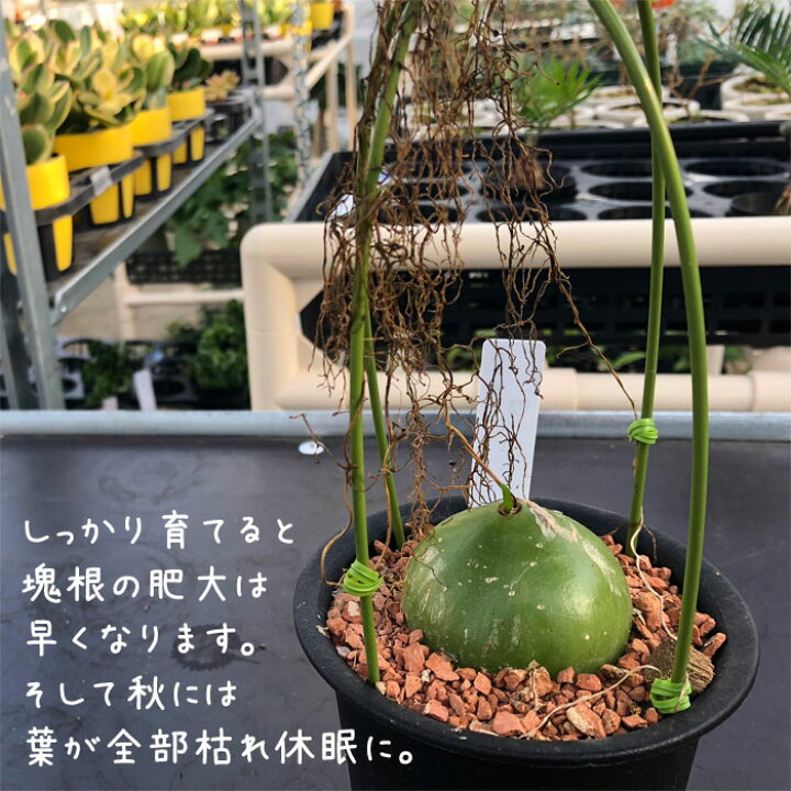 楽天市場 蒼角殿 ソウカクデン 今月の植物 ｅ 花屋さん