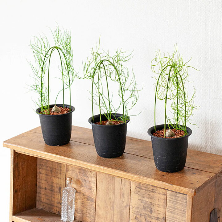 楽天市場 蒼角殿 ソウカクデン 今月の植物 ｅ 花屋さん