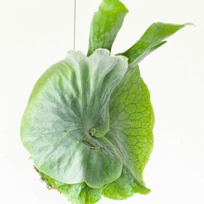 楽天市場 送料無料 コウモリラン スパーバムの苔玉 ビカクシダ ｅ 花屋さん