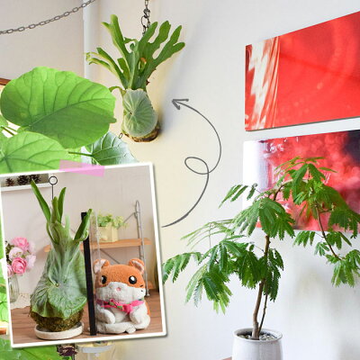 楽天市場 送料無料 コウモリラン スパーバムの苔玉 ビカクシダ ｅ 花屋さん