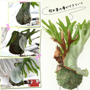 楽天市場 送料無料 コウモリラン スパーバムの苔玉 ビカクシダ ｅ 花屋さん