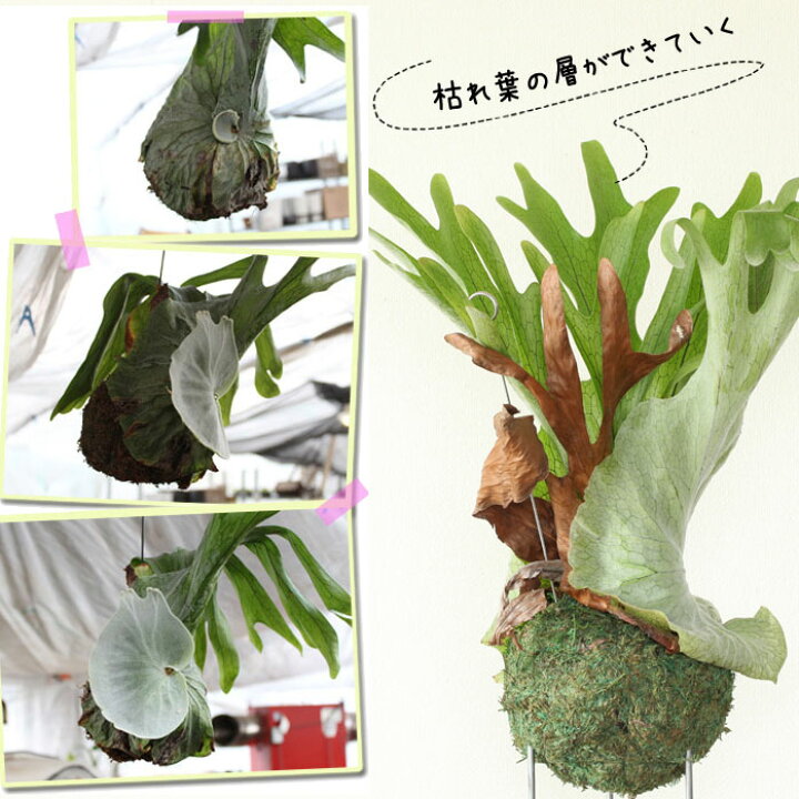 楽天市場】【送料無料】コウモリラン・スパーバムの苔玉(ビカクシダ 