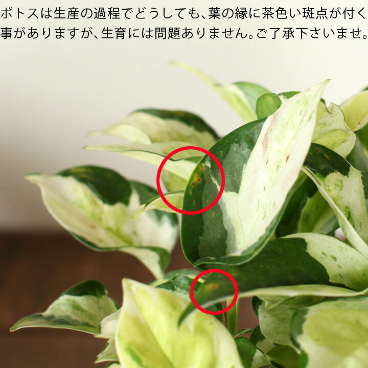 楽天市場 ポトス グローバルin ペイントpot ｅ 花屋さん