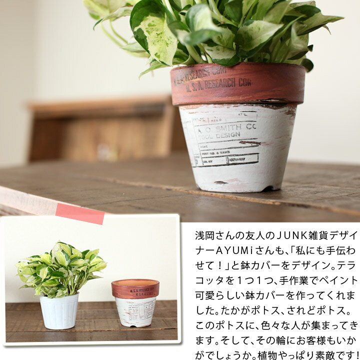 楽天市場 ポトス グローバルin ペイントpot ｅ 花屋さん