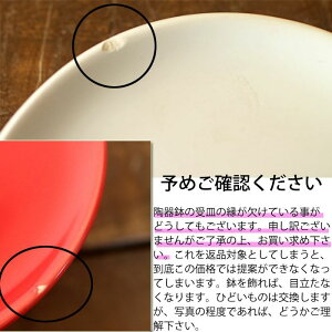 完売御礼!お届けは10/12〜【送料無料】【観葉植物おしゃれなインテリア】育てやすくて可愛い観葉植物ペペロミア・フォレット室内にオススメ!