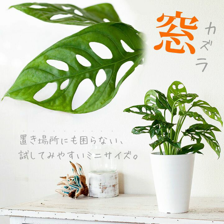 楽天市場 陰に強い観葉植物 マドカズラ ｅ 花屋さん