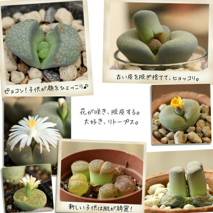 楽天市場 多肉植物 リトープス ｅ 花屋さん