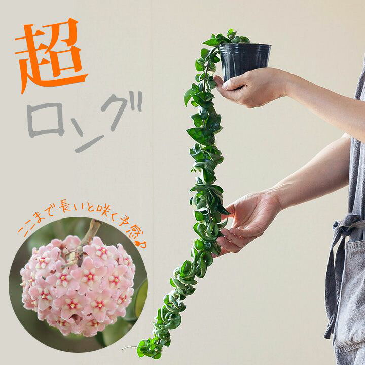 楽天市場 観葉植物 今月のおすすめ ホヤ コンパクタ のスーパーロング e 花屋さん 楽天市場 観葉植物 今月のおすすめ ホヤ コンパクタ のスーパーロング e 花屋さん