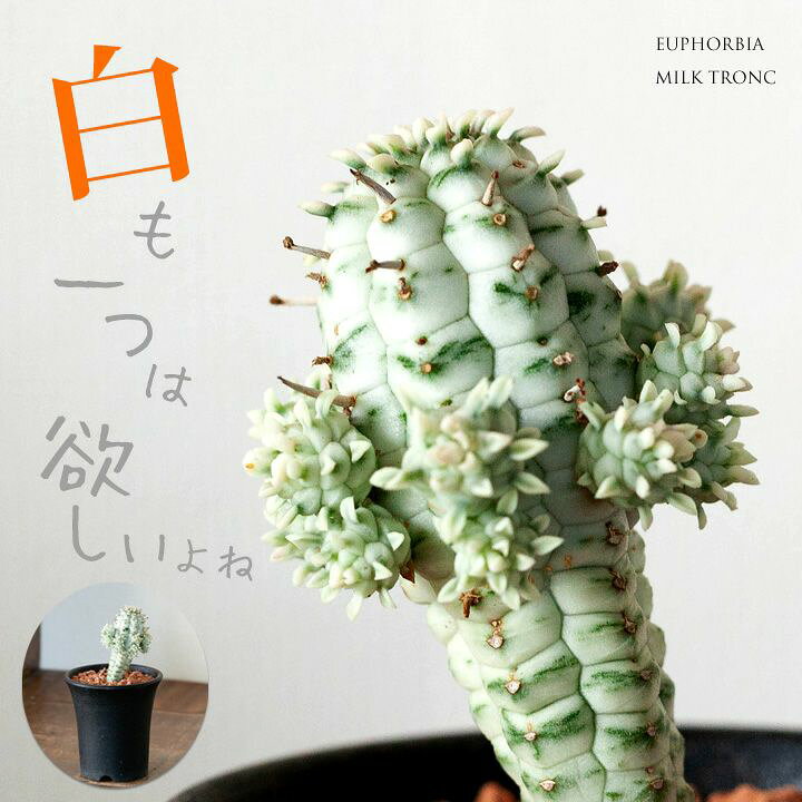 楽天市場 多肉植物ユーフォルビア ミルクトロン 別名 白樺麒麟 シラカバキリン 今月の植物 e 花屋さん 楽天市場 多肉植物ユーフォルビア ミルクトロン 別名 白樺麒麟 シラカバキリン 今月の植物 e 花屋さん