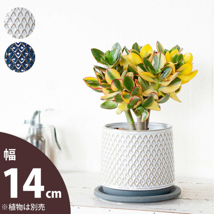 楽天市場 おしゃれな植木鉢 ツヤ感 模様もgoodな陶器鉢 14ｃｍ ｅ 花屋さん