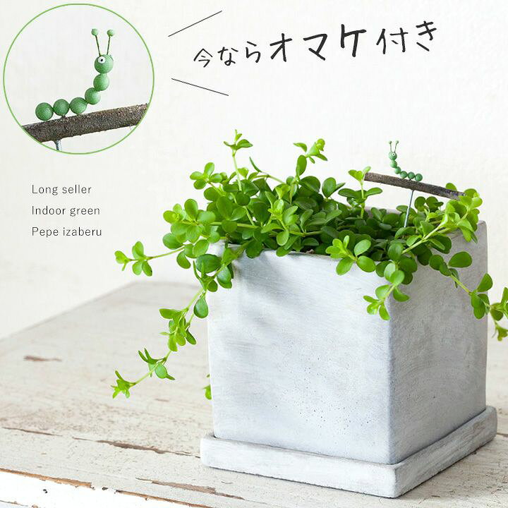 楽天市場 お届けは9 16 今だけイモムシ君のオマケ付 ペペロミア イザベル ｅ 花屋さん