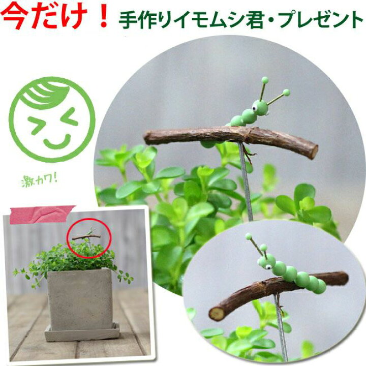 楽天市場 今だけイモムシ君のオマケ付 ペペロミア イザベル 今月の観葉植物 ｅ 花屋さん