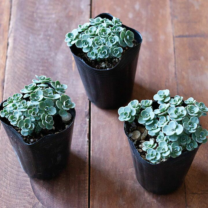 楽天市場 とっても可愛いのに とっても強い 赤葉カラフトミセバヤ 今月の植物 ｅ 花屋さん