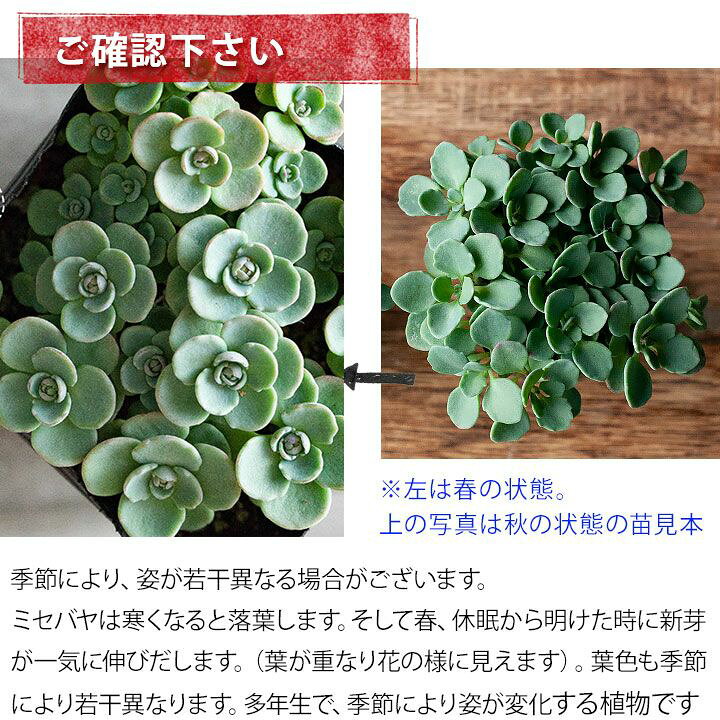 楽天市場 とっても可愛いのに とっても強い 赤葉カラフトミセバヤ 今月の植物 e 花屋さん 楽天市場 とっても可愛いのに とっても強い 赤葉カラフトミセバヤ 今月の植物 e 花屋さん