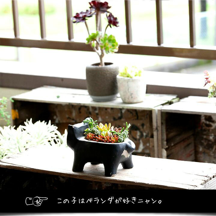 楽天市場】【送料無料】多肉の猫ちゃん「教科書」付き！多肉植物 寄せ 