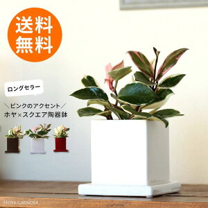 観葉植物