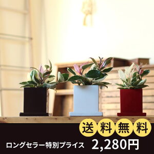 ホヤ