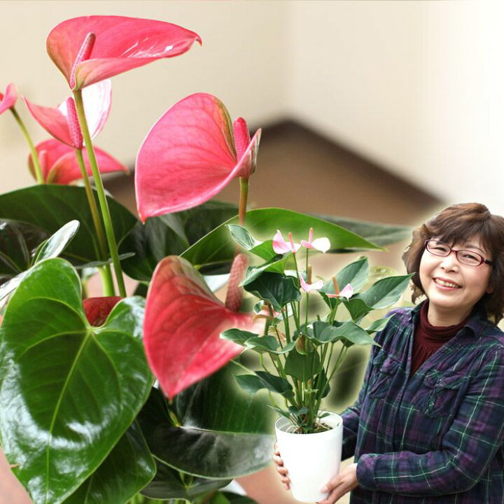 楽天市場 名人 小松さんのアンスリューム特秀品 今月の植物 ｅ 花屋さん