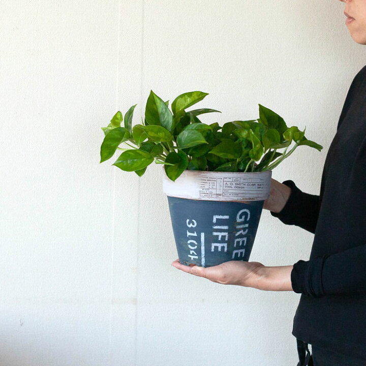 1260円 在庫限り ポトス グローバルグリーン グリーン アンティークテラコッタ鉢植え 観葉植物 ミニ 卓上 丈夫