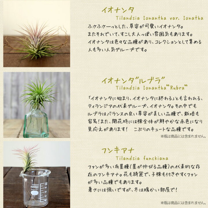 日本全国送料無料 現品 チランジア イオナンタ ギガンテ No エアープランツ 観葉植物 おしゃれ 壁掛け インテリア ミニ 小型 大型 吊り下げ ヒガンテ ジャイアント Ionantha Gigante Fucoa Cl
