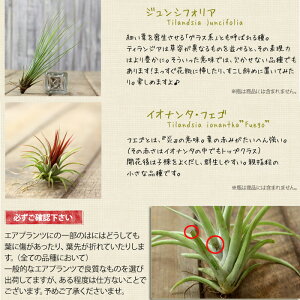 楽天市場 観葉植物 今月のおすすめ 発根 してるエアープランツ e 花屋さん 楽天市場 観葉植物 今月のおすすめ 発根 してるエアープランツ e 花屋さん