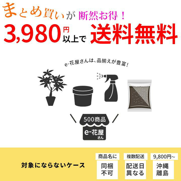 楽天市場 観葉植物 今月のおすすめ ヘデラ 雪ほたる 3号苗 １ ｅ 花屋さん