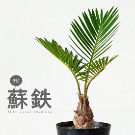 ミニなのに本格派。四年ものソテツ（蘇鉄）ソテツ 鉢 観葉植物 ミニ 小さい 苗 ミニ ポット 空気浄化 ミニサイズ コンパクト 育て方 耐寒 葉の形 耐陰 2.5号苗 小型 コンパクト 育成 オフィスグリーン 植え替え