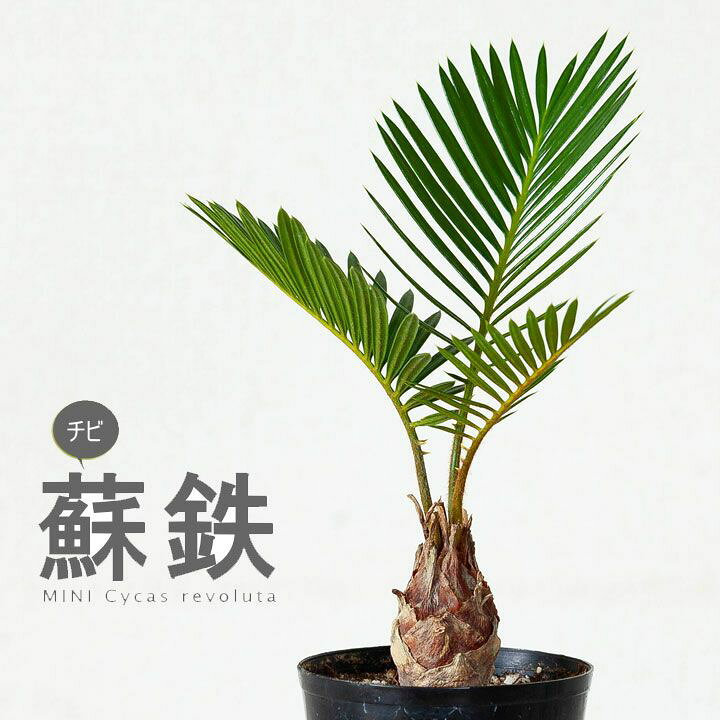 楽天市場 蘇鉄ソテツ2 5号苗 今月の植物 e 花屋さん 楽天市場 蘇鉄ソテツ2 5号苗 今月の植物 e 花屋さん