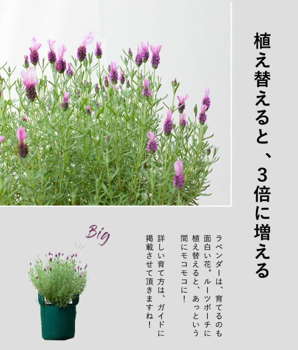 楽天市場 花が大きいラベンダー ラヴェアンナ ピンクロリポップ 4号鉢 今月の植物 ｅ 花屋さん