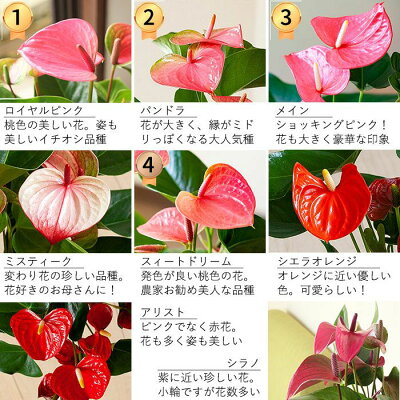 楽天市場 満足度no 1母の日ギフト 名人 小松さんのアンスリウム特秀品 Rootpouch社の布鉢で より可愛く 同梱不可商品です 今月のおすすめ ｅ 花屋さん