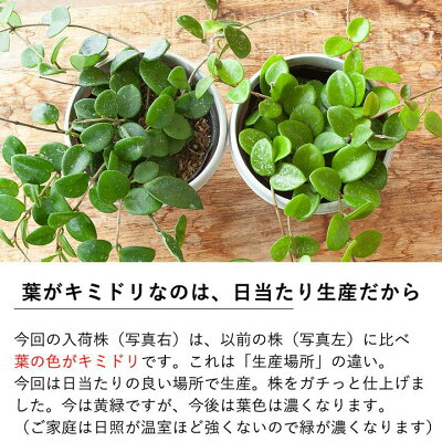 楽天市場 お届けは10 1 観葉植物 今月のおすすめ ホヤ マチルダ ｅ 花屋さん