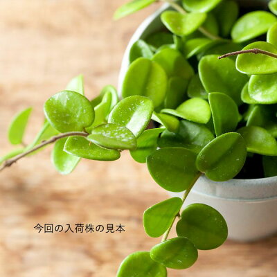 楽天市場 お届けは10 1 観葉植物 今月のおすすめ ホヤ マチルダ ｅ 花屋さん
