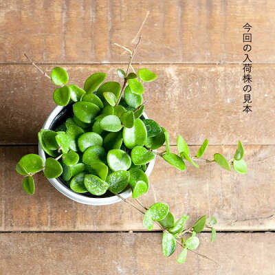 楽天市場 お届けは10 1 観葉植物 今月のおすすめ ホヤ マチルダ ｅ 花屋さん