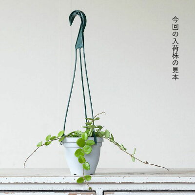 楽天市場 観葉植物 今月のおすすめ ホヤ マチルダ ｅ 花屋さん