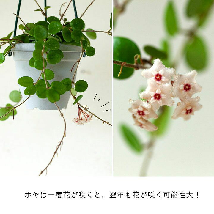 楽天市場 観葉植物 今月のおすすめ ホヤ マチルダ ｅ 花屋さん