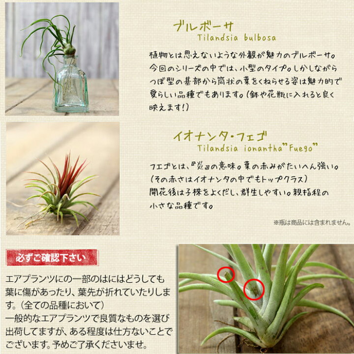 楽天市場 観葉植物 エアープランツ 発根type 初心者さんも始めやすいミニタイプ 育てやすい品種のイオナンタ フンキアナ フエゴ プチギフトとしても人気のチランジア ｅ 花屋さん