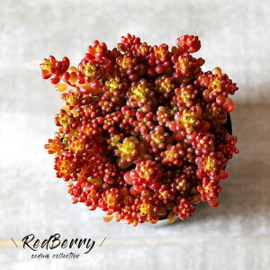 AZ_Ebhx[ϗtA  gt [[r[Yvg A Aւ |bg