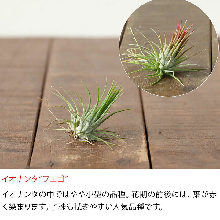 楽天市場】エアプランツ エアープランツ 「発根type」初心者さんも始め 