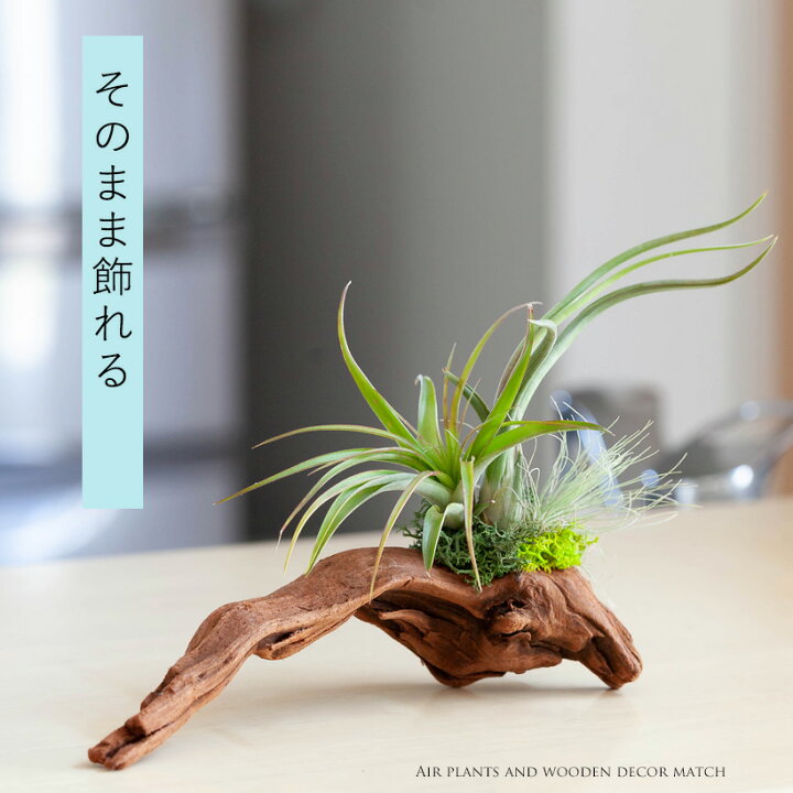 楽天市場】【そのまま飾れる】エアプランツ3種の寄せ植え流木（育て方 