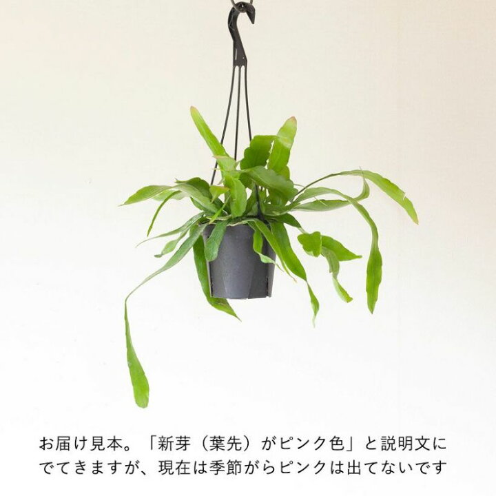 楽天市場】「姫」月下美人、ハンギング5号鉢 観葉植物 吊り下げ 吊り鉢 