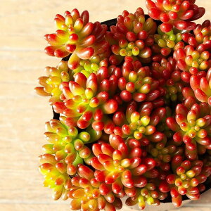 A Z_E̋ʁijWm^}jc t 񂹐A  Aւ } t}