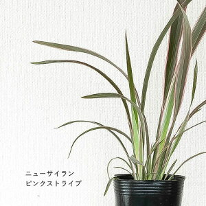 j[TClCiSELECTi3OPOTcjjETC sNXgCv `R[gNbL[ OA J[[t  񂹐A  