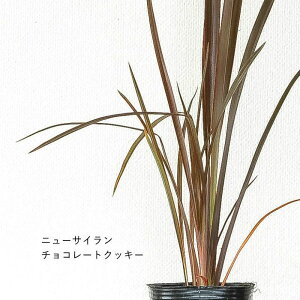 j[TClCiSELECTi3OPOTcjjETC sNXgCv `R[gNbL[ OA J[[t  񂹐A  