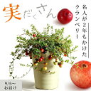 【予約品・お届けは9/6〜】実がた〜くさん付いたクランベリー果樹苗 玄関 庭 ベランダ ベリー 果樹 苗 苗木 敬老の日 …