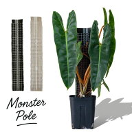 連結して長く伸ばせる！植物の登り棒モンスターポール（50cm）※鉢は商品に含まれません。