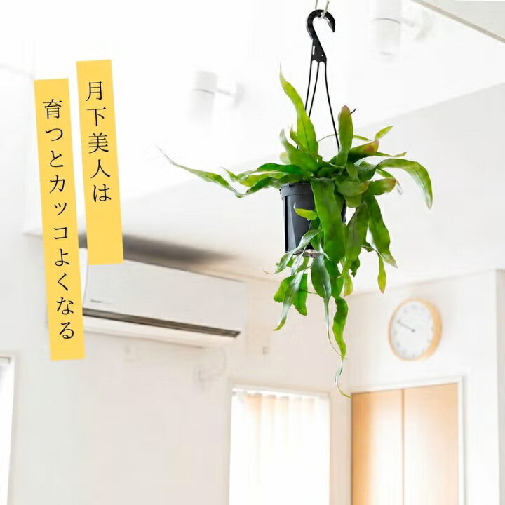 楽天市場】「姫」月下美人、ハンギング5号鉢（ヒメゲッカビジン） 観葉 