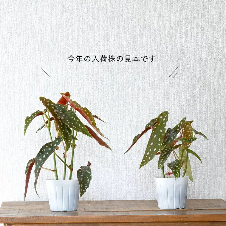 楽天市場】ベゴニア・マクラータ樹脂POT☆水玉模様がキュートです 
