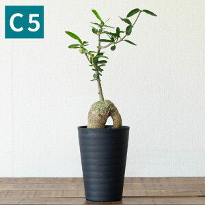 �y�ʐ^�őI�ׂ�z���������ɑ����Ă܂��I�ΐ��l�i�t�H�b�P�A�E�G�f�����X�j�ʐ^���i �򍪐A�� �ϗt�A�� �J�Z�C�W��