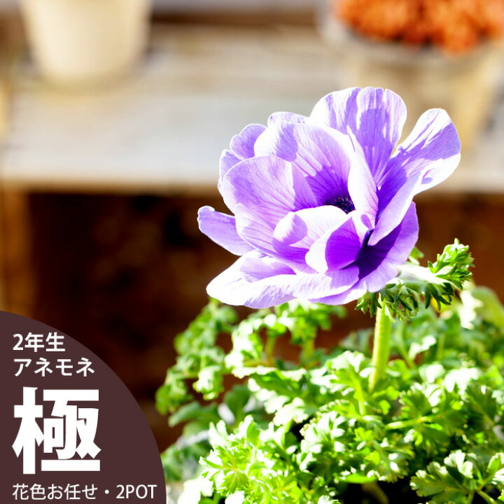 楽天市場 2年生の球根アネモネ 極 2ポットset 花色はお任せ 今は花が上がってませんが これから咲きます ｅ 花屋さん